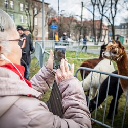 Żywa szopka w Świętochłowicach