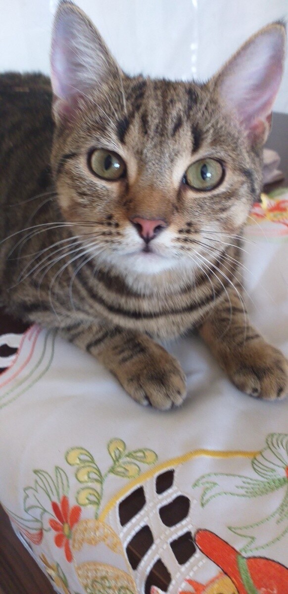 Kotka Pusia
dzielnica: Chropaczów