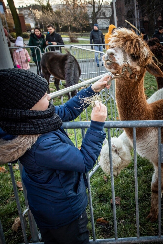 Wspólne obchody Święta Trzech Króli w Świętochłowicach. Największą popularnością wśród mieszkańców wzbudziła żywa szopka, która stanęła na placu ks. Leopolda Raabe.

fot. UM Świętochłowice